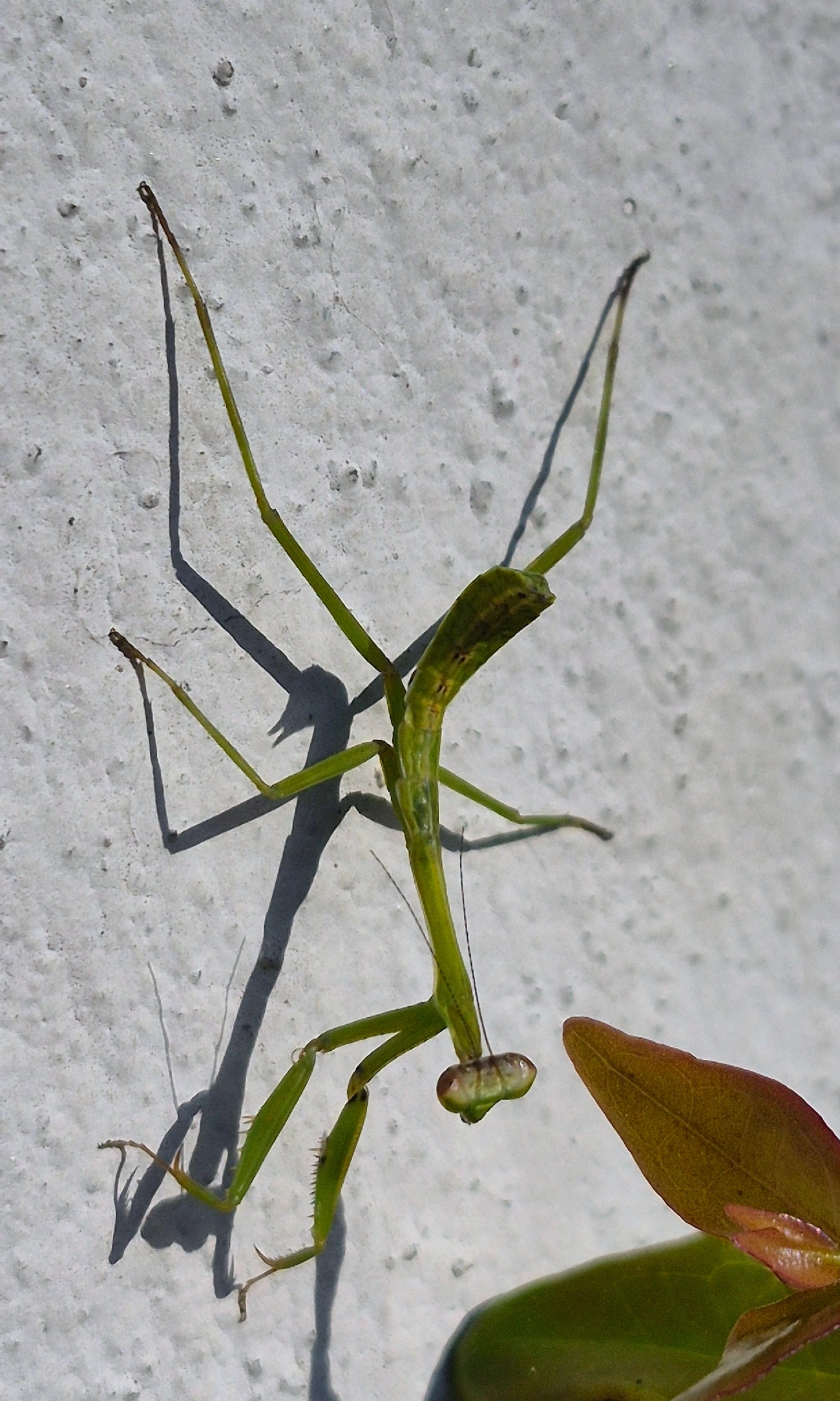 Oxyopsis, insetos, fotografado em Maresias, São Sebastião