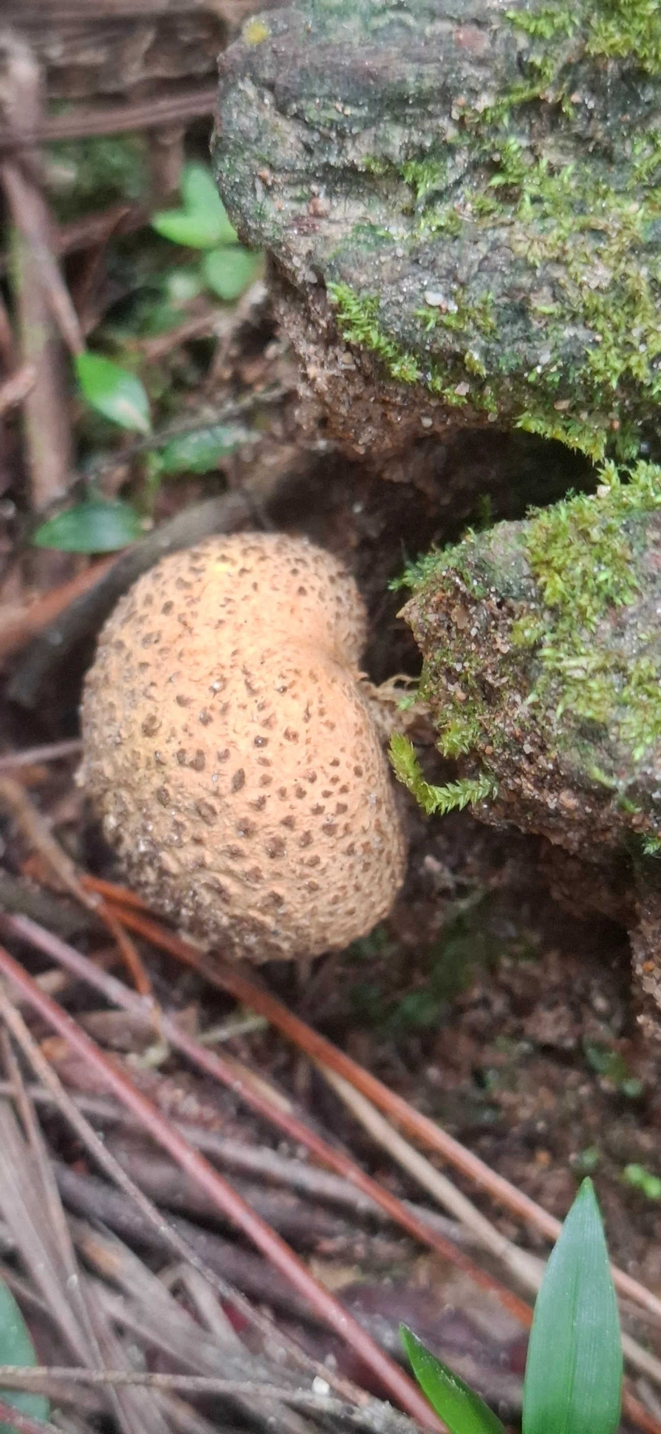 Scleroderma, fungos, fotografado em Pedra Selada