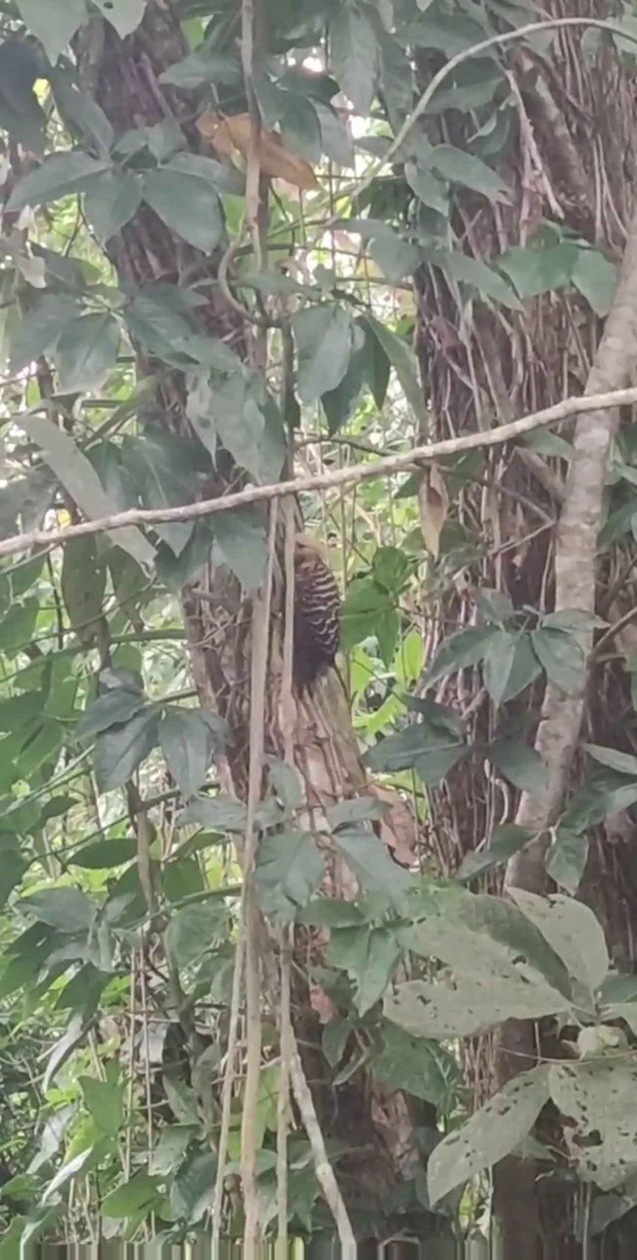 Pica-Pau-de-Cabeça-Amarela (Celeus flavescens), aves, fotografado em Maresias, São Sebastião