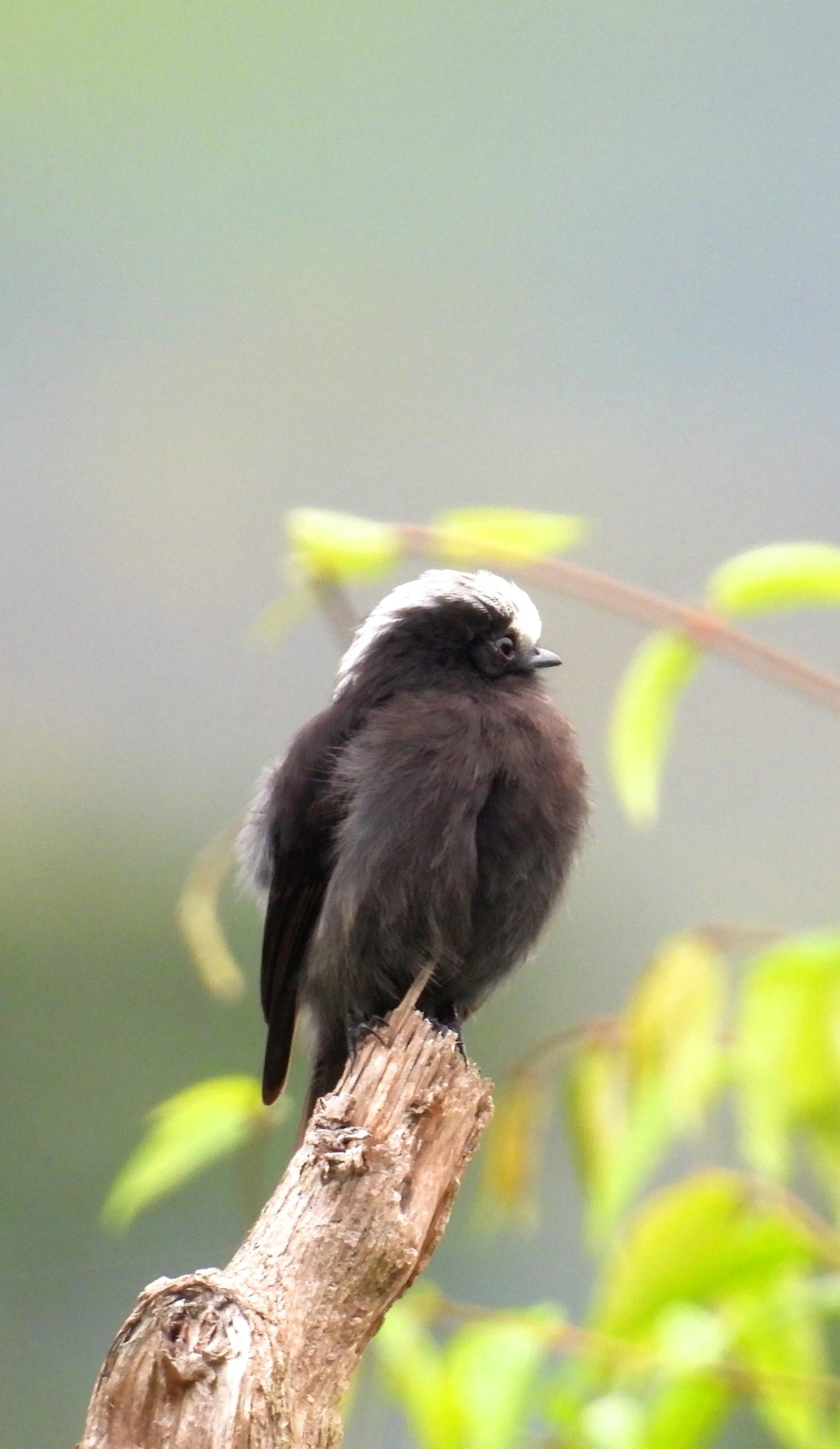 Viuvinha (Colonia colonus), aves, fotografado em Perequê, Ilhabela