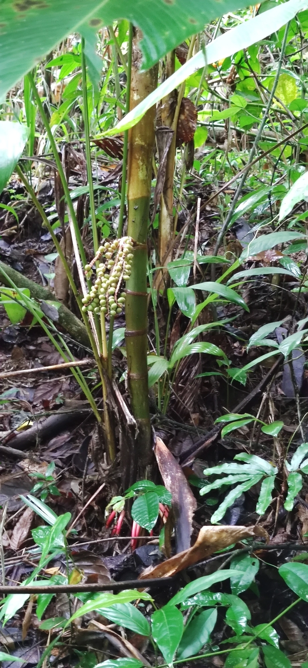 Palmeira-marfim (Pinanga coronata), plantas, fotografado em Maresias, São Sebastião