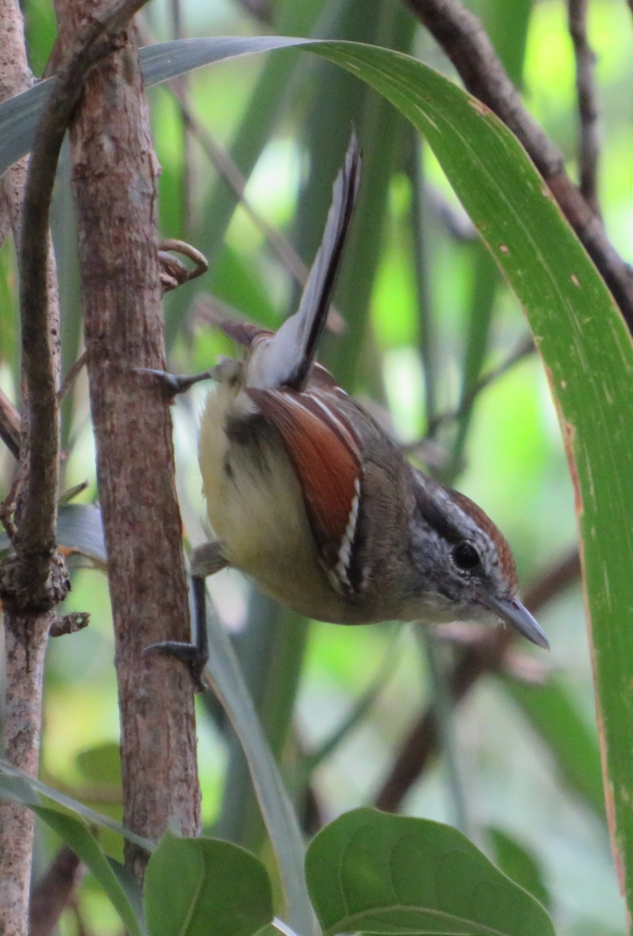 Chorozinho-de-Asa-Vermelha (Herpsilochmus rufimarginatus), aves, fotografado em Maresias, São Sebastião