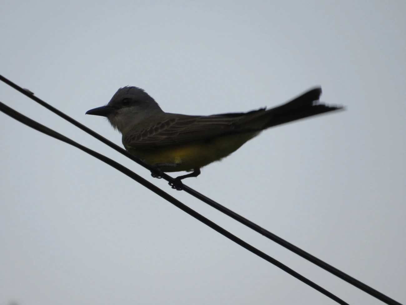 Suiriri (Tyrannus melancholicus), aves, fotografado em Maresias, São Sebastião