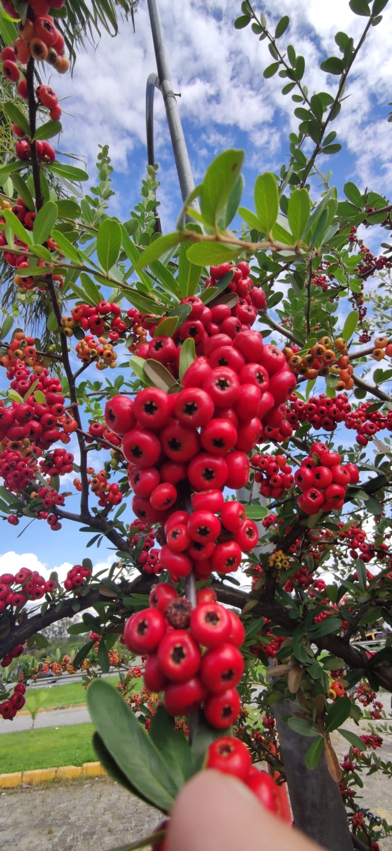 Sarça-ardente (Pyracantha coccinea), plantas, fotografado em Itaquaquecetuba