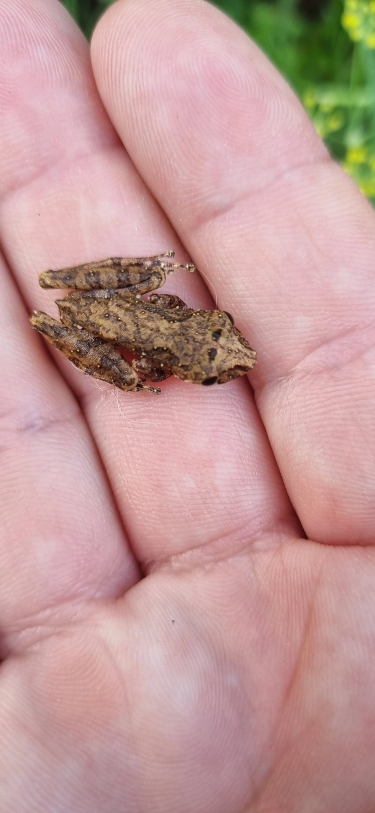 Perereca-de-focinho-do-Rio-Mutum (Ololygon argyreornata), anfíbios, fotografado em Maresias, São Sebastião