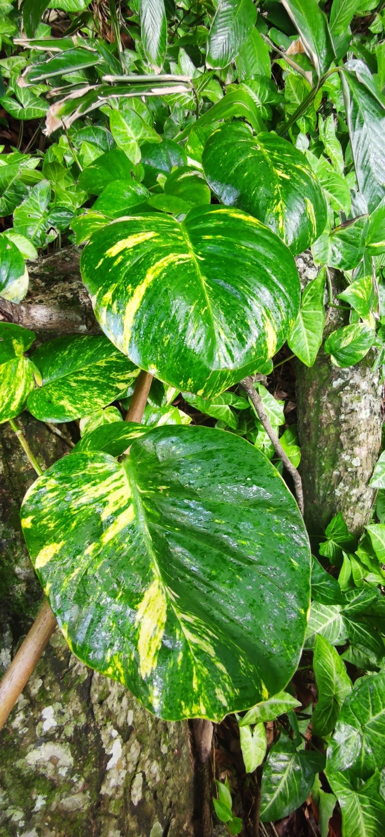 Jibóia (Epipremnum aureum), plantas, fotografado em Paúba, São Sebastião