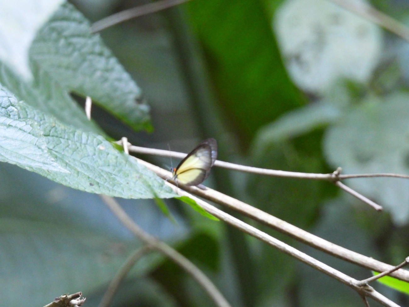 Borboleta-de-vidro-scada (Scada karschina), insetos, fotografado em Maresias, São Sebastião