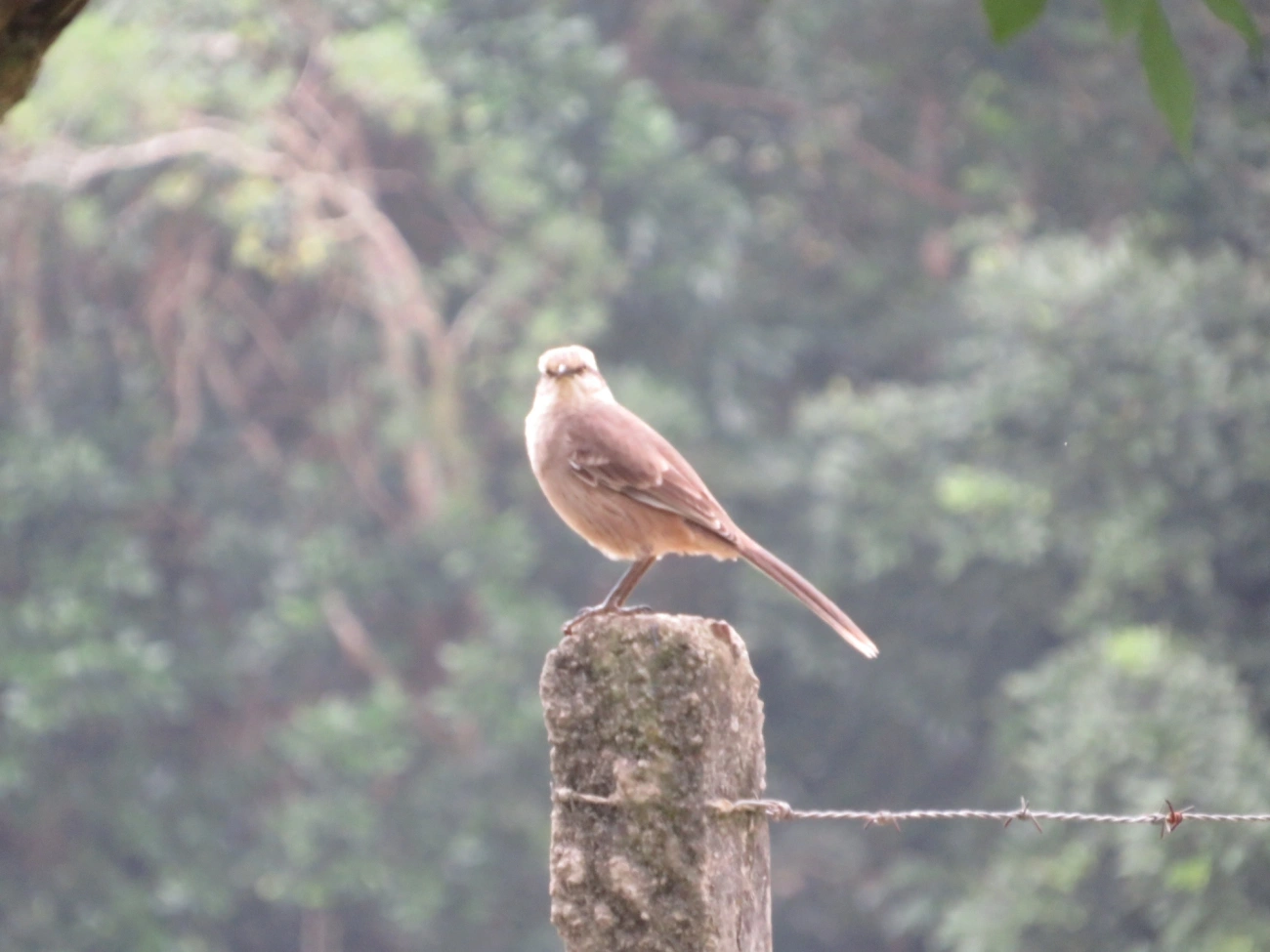 Sabiá-do-campo (Mimus saturninus), aves, fotografado em Maresias, São Sebastião
