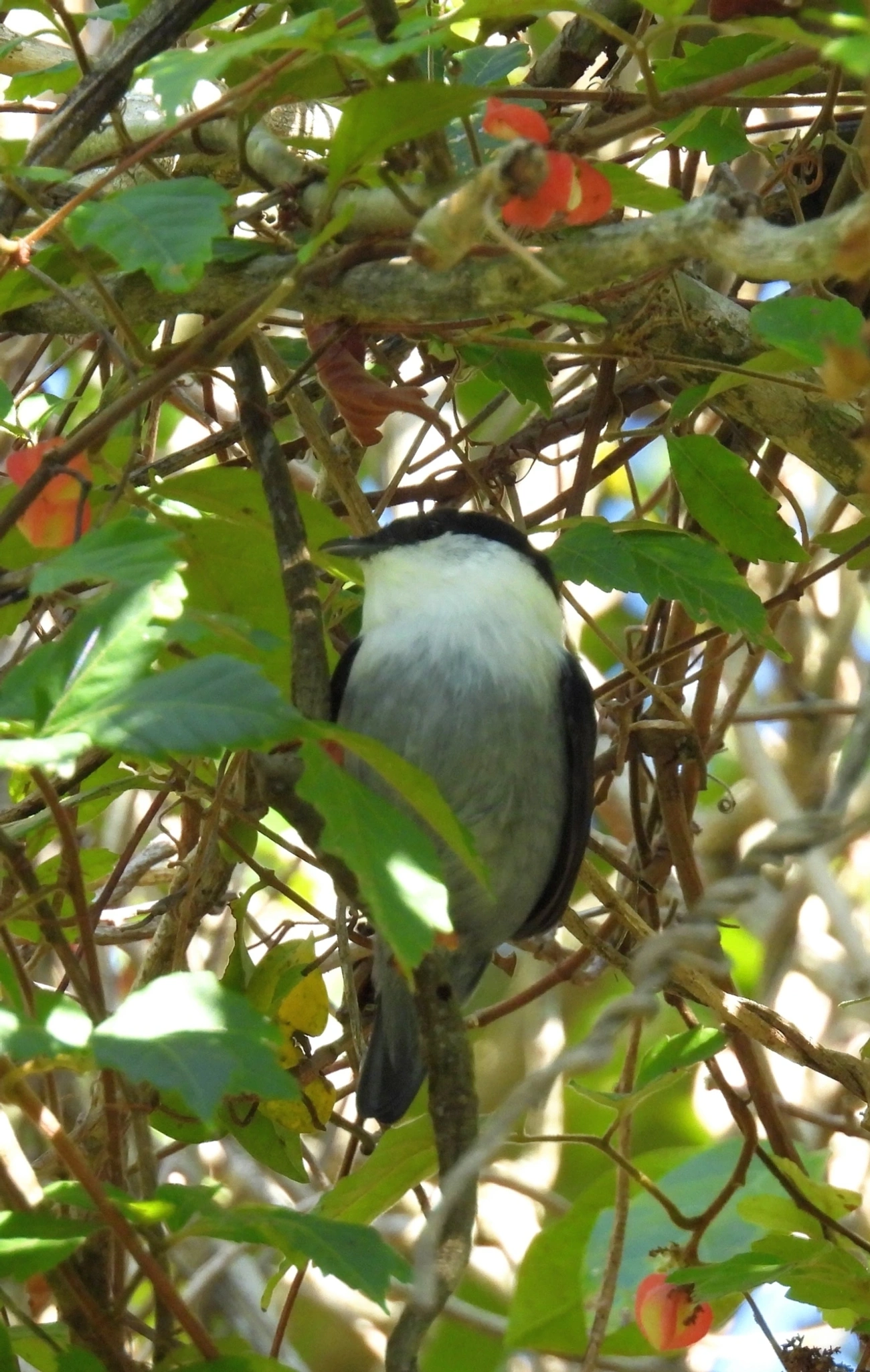 Rendeira (Manacus manacus), aves, fotografado em Maresias, São Sebastião