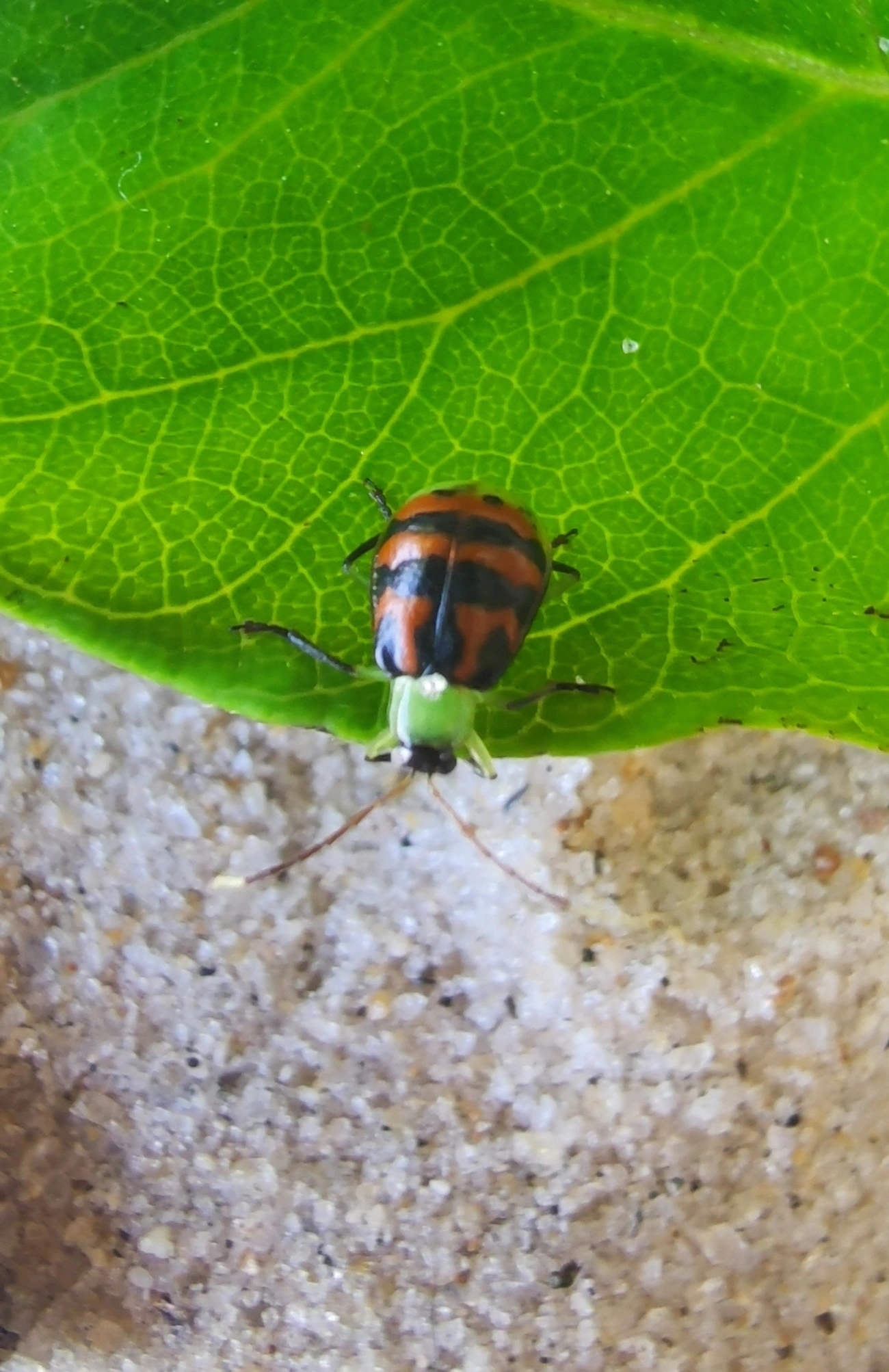 Diabrotica limitata, insetos, fotografado em Maresias, São Sebastião