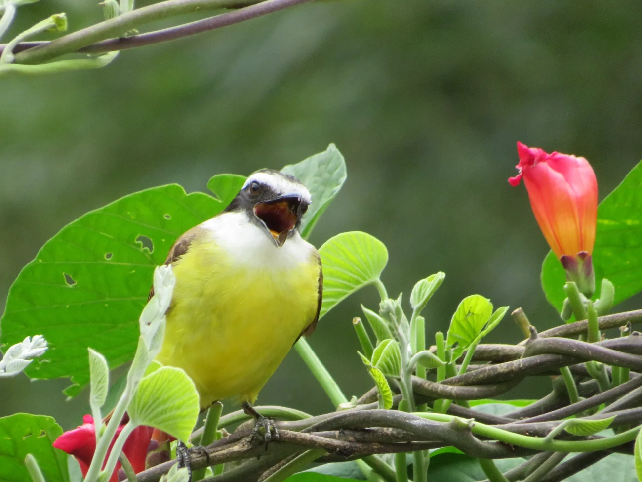 Bem-te-vi (Pitangus sulphuratus), aves, fotografado em Maresias, São Sebastião