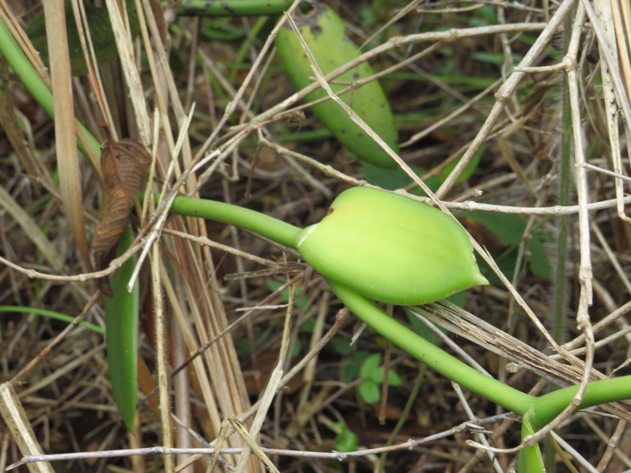 Baunilha (Vanilla chamissonis), plantas, fotografado em Indaiá, Caraguatatuba