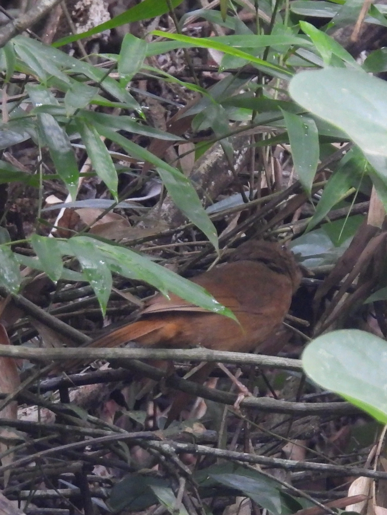 Tiê-de-bando (Habia rubica), aves, fotografado em Guararema
