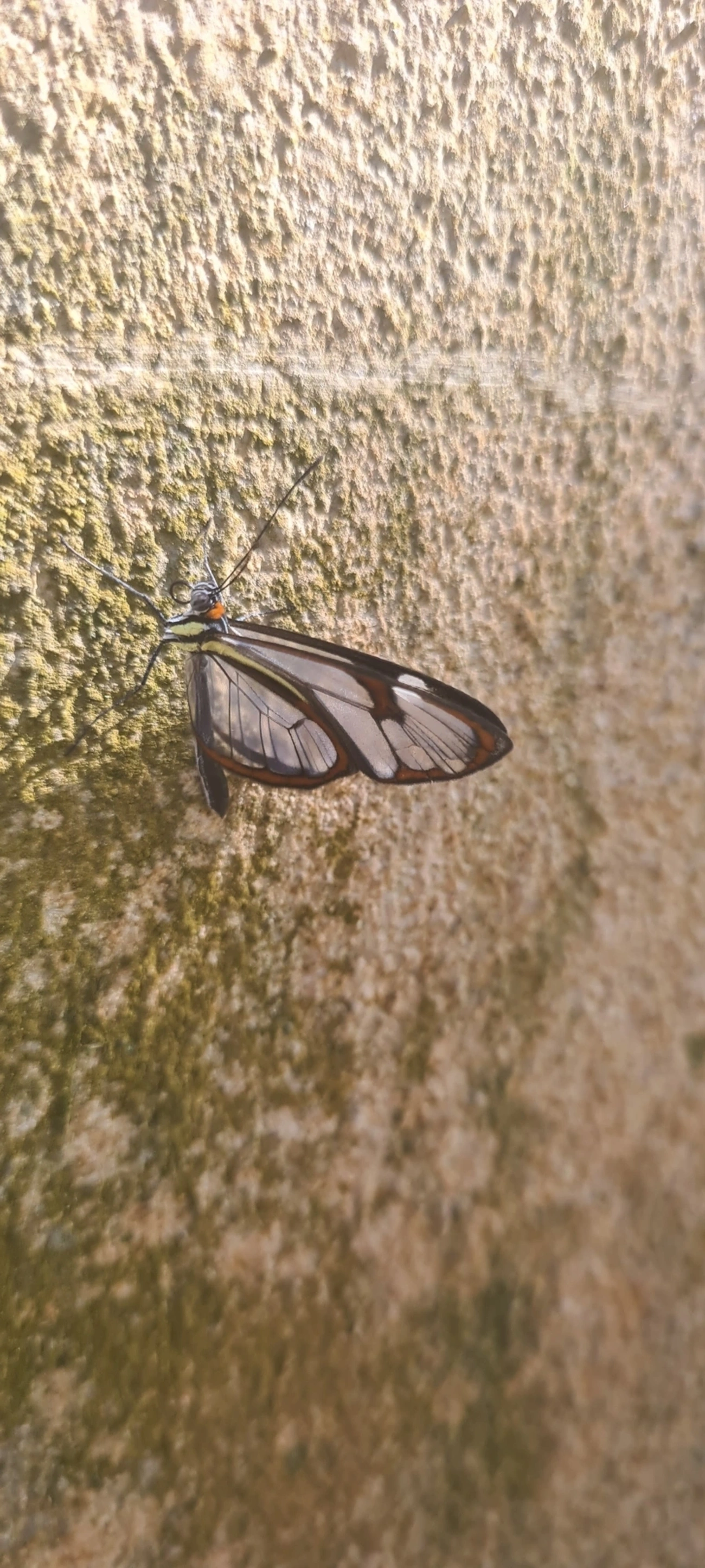 Asa-de-vidro (Ithomia drymo), insetos, fotografado em Maresias, São Sebastião