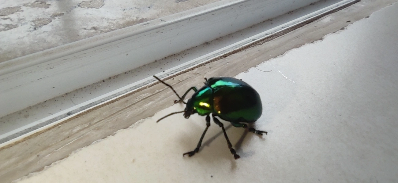 Eumolpus, insetos, fotografado em Maresias, São Sebastião