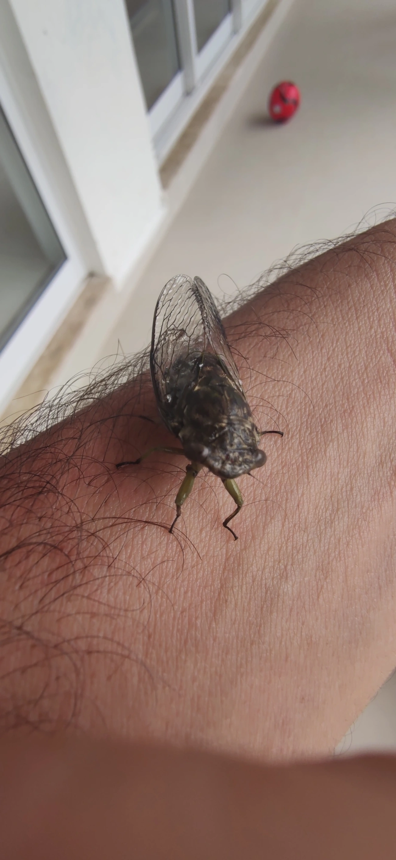 Cigarras típicas (Cicadidae), insetos, fotografado em Maresias, São Sebastião