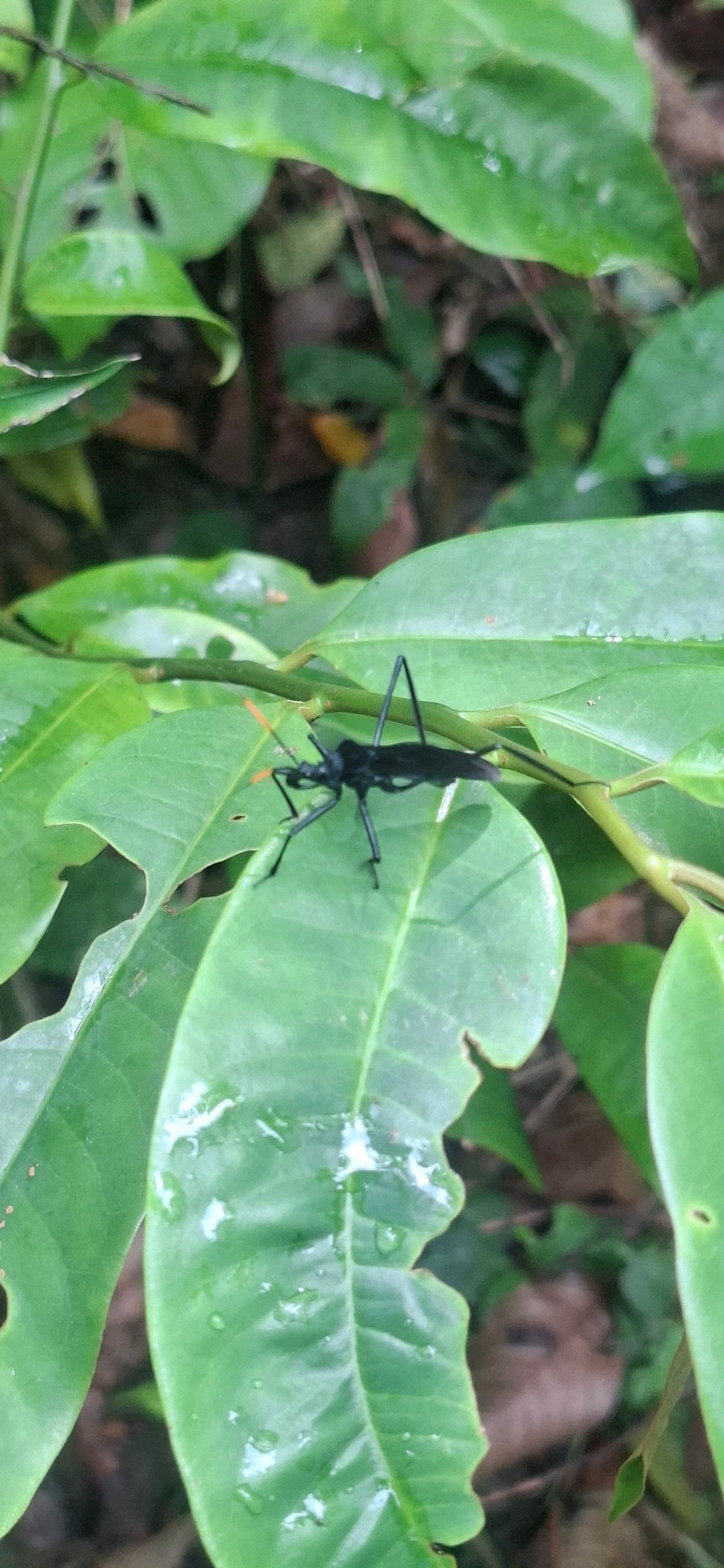 Scipopus, insetos, fotografado em Maresias, São Sebastião