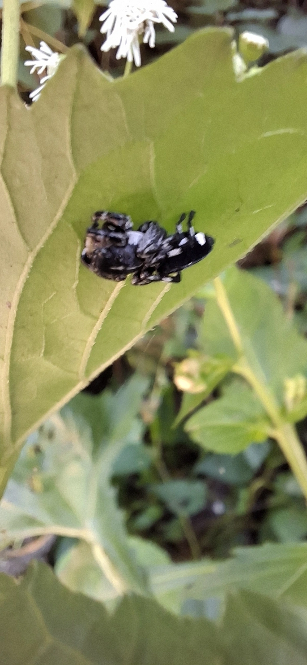 Phiale, aracnídeos, fotografado em Paúba, São Sebastião