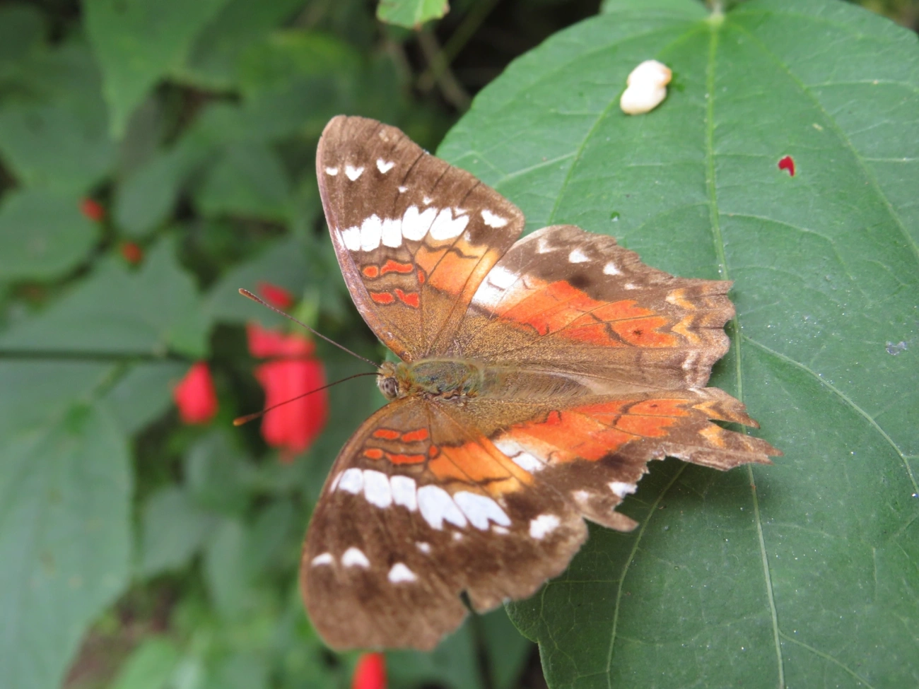Borboleta-pavão-escarlate (Anartia amathea), insetos, fotografado em Maresias, São Sebastião
