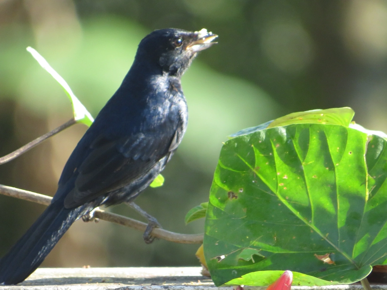 Tiê-preto (Tachyphonus coronatus), aves, fotografado em Maresias, São Sebastião