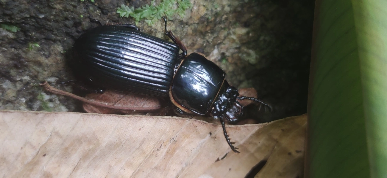 Passalidae, insetos, fotografado em Maresias, São Sebastião
