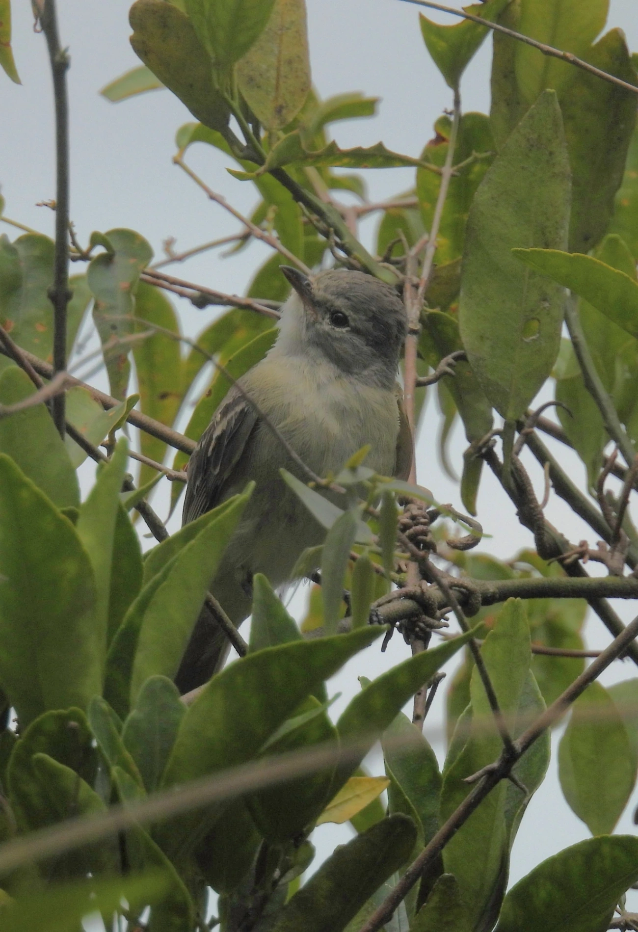 Risadinha (Camptostoma obsoletum), aves, fotografado em Guarulhos