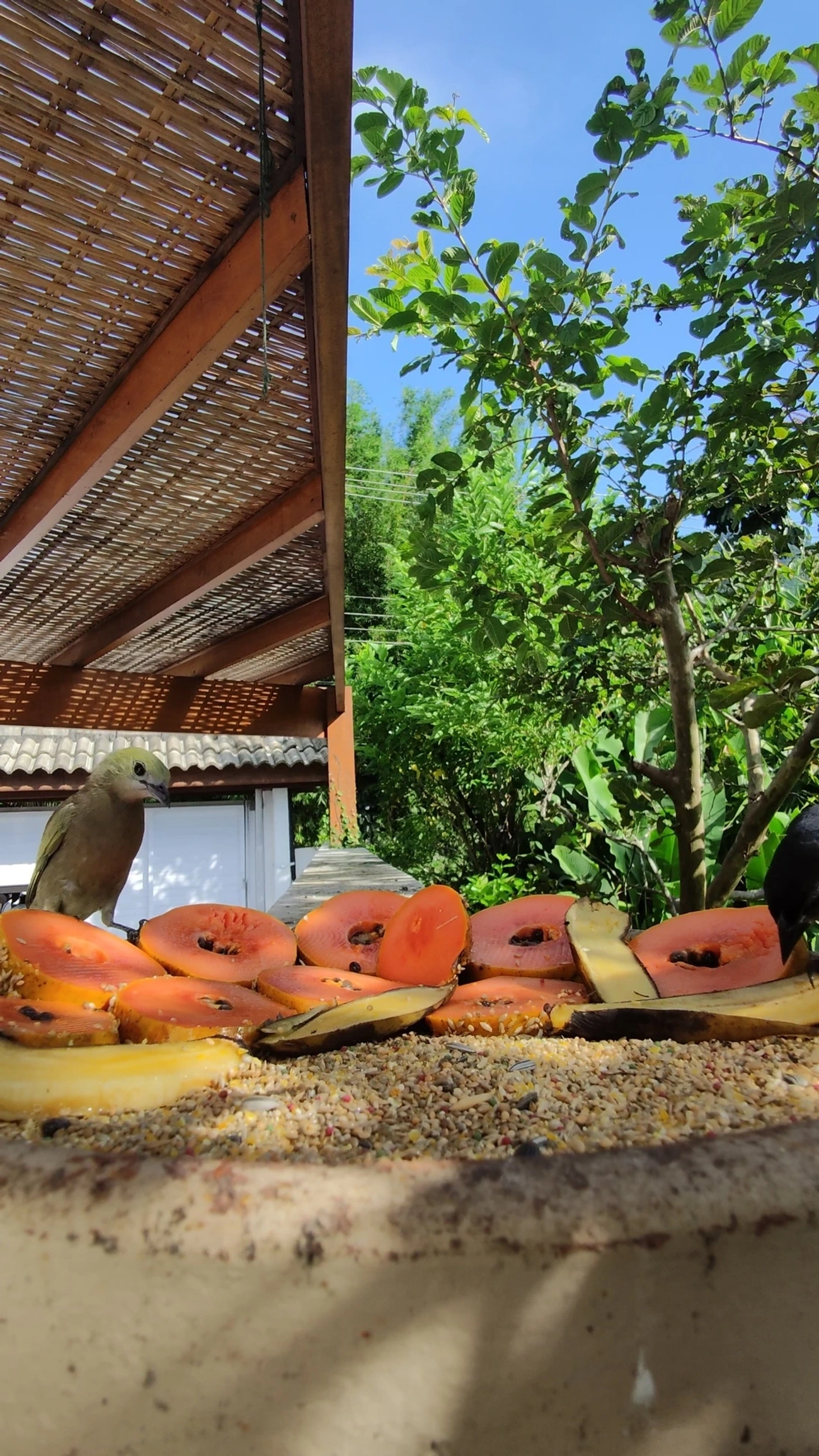 Sanhaço-do-coqueiro (Thraupis palmarum), aves, fotografado em Maresias, São Sebastião