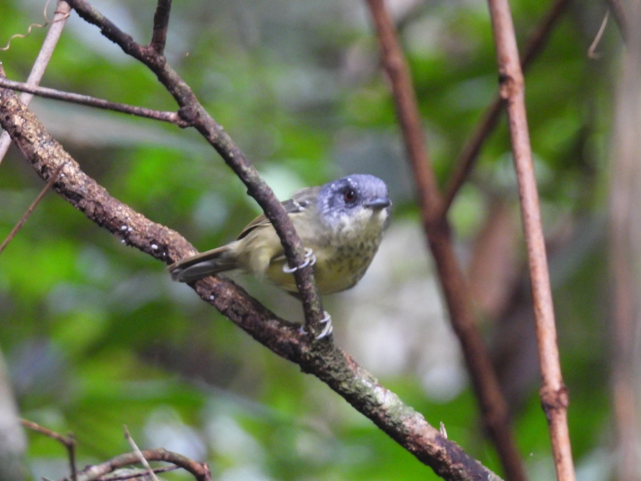 Choquinha-de-peito-pintado (Dysithamnus stictothorax), aves, fotografado em São Paulo