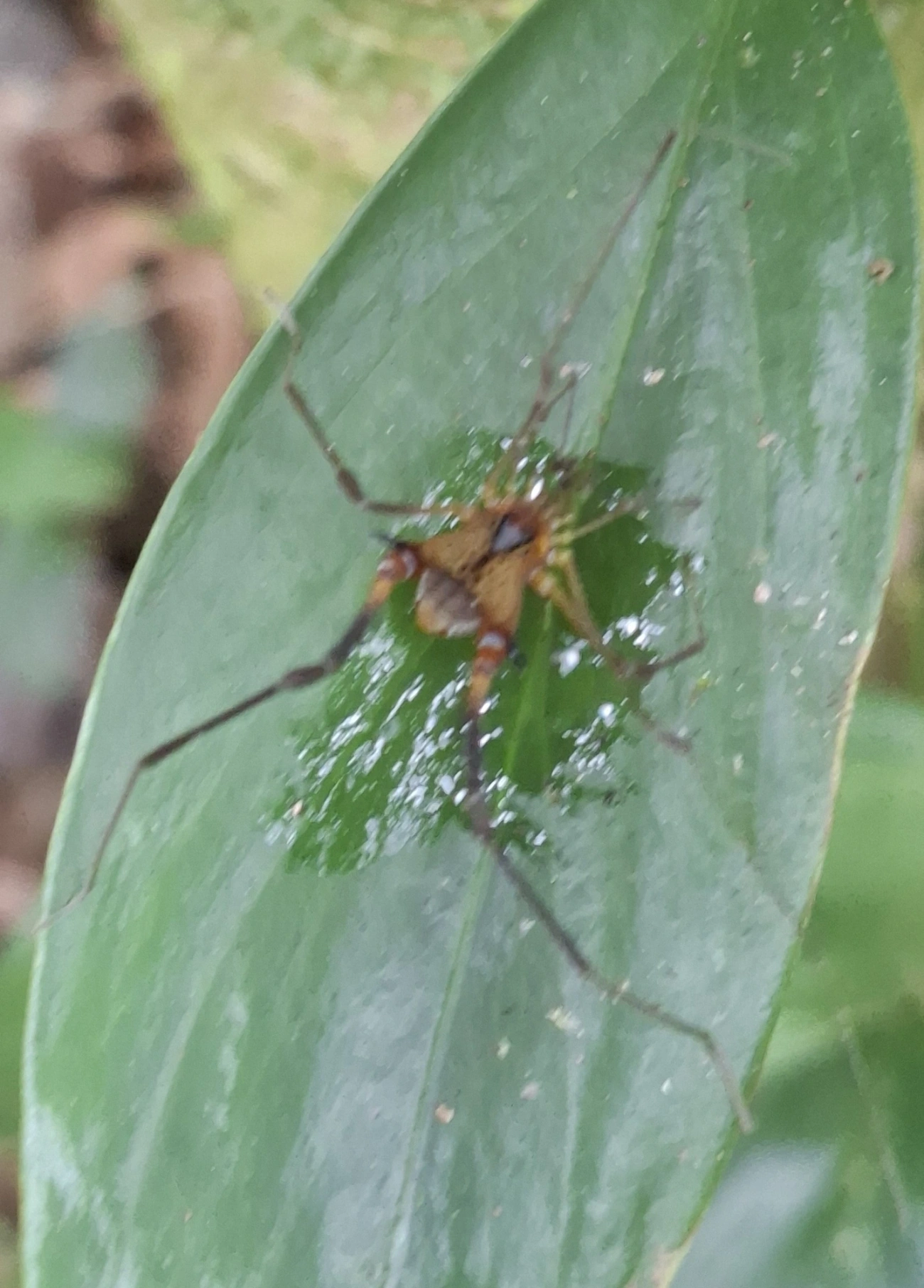 Progonyleptoidellus, aracnídeos, fotografado em Maresias, São Sebastião