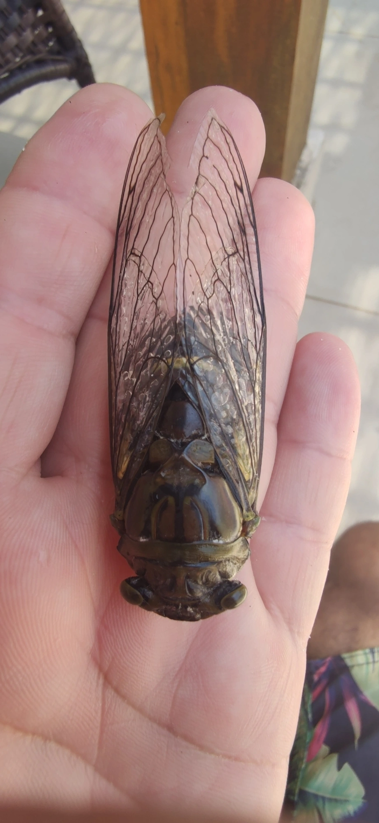 Cigarra-gigante (Quesada gigas), insetos, fotografado em Maresias, São Sebastião