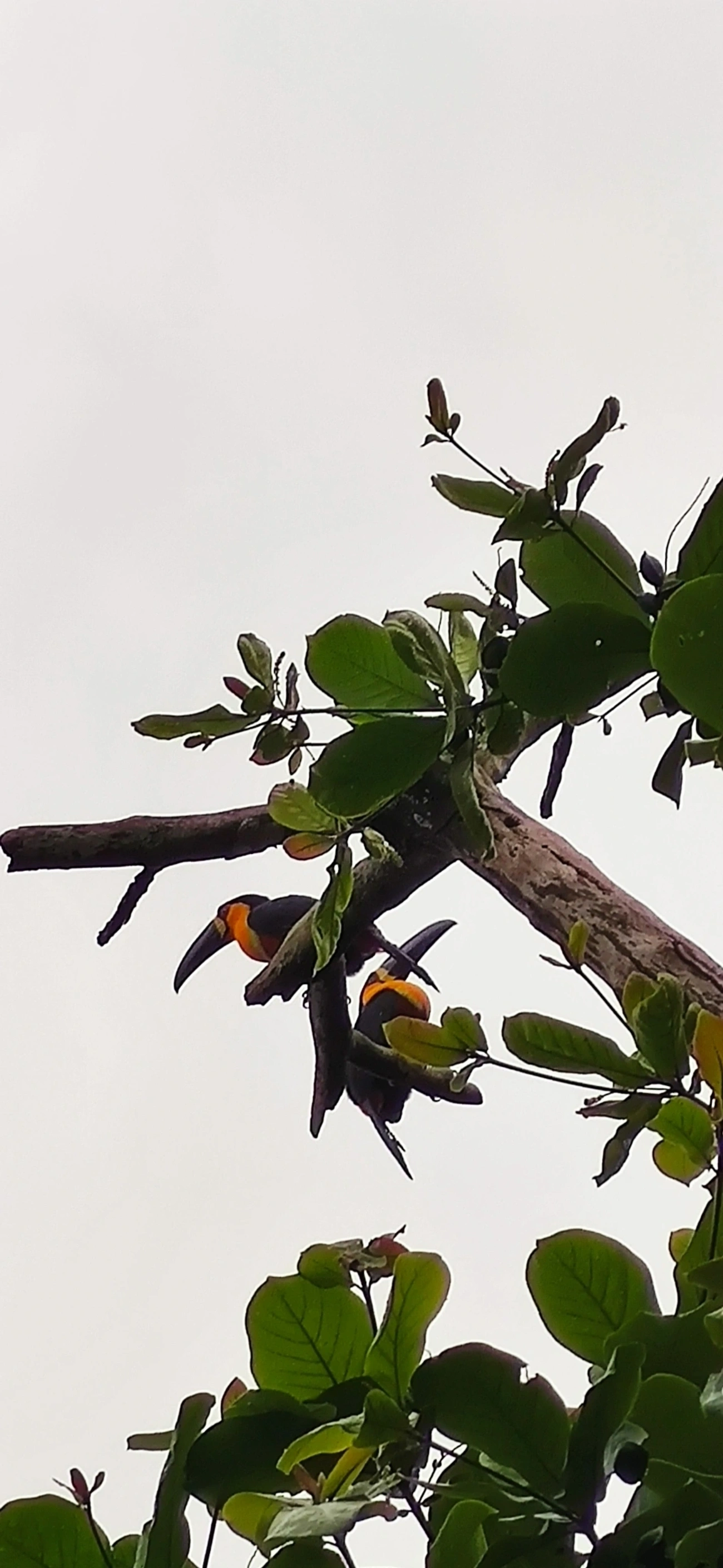 Tucano-de-ariel (Ramphastos vitellinus), aves, fotografado em São Paulo