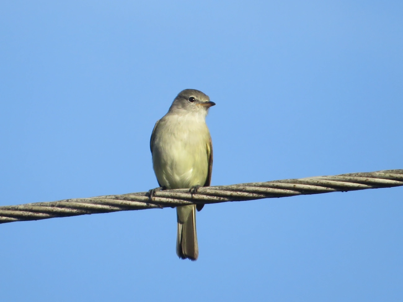 Risadinha (Camptostoma obsoletum), aves, fotografado em Maresias, São Sebastião