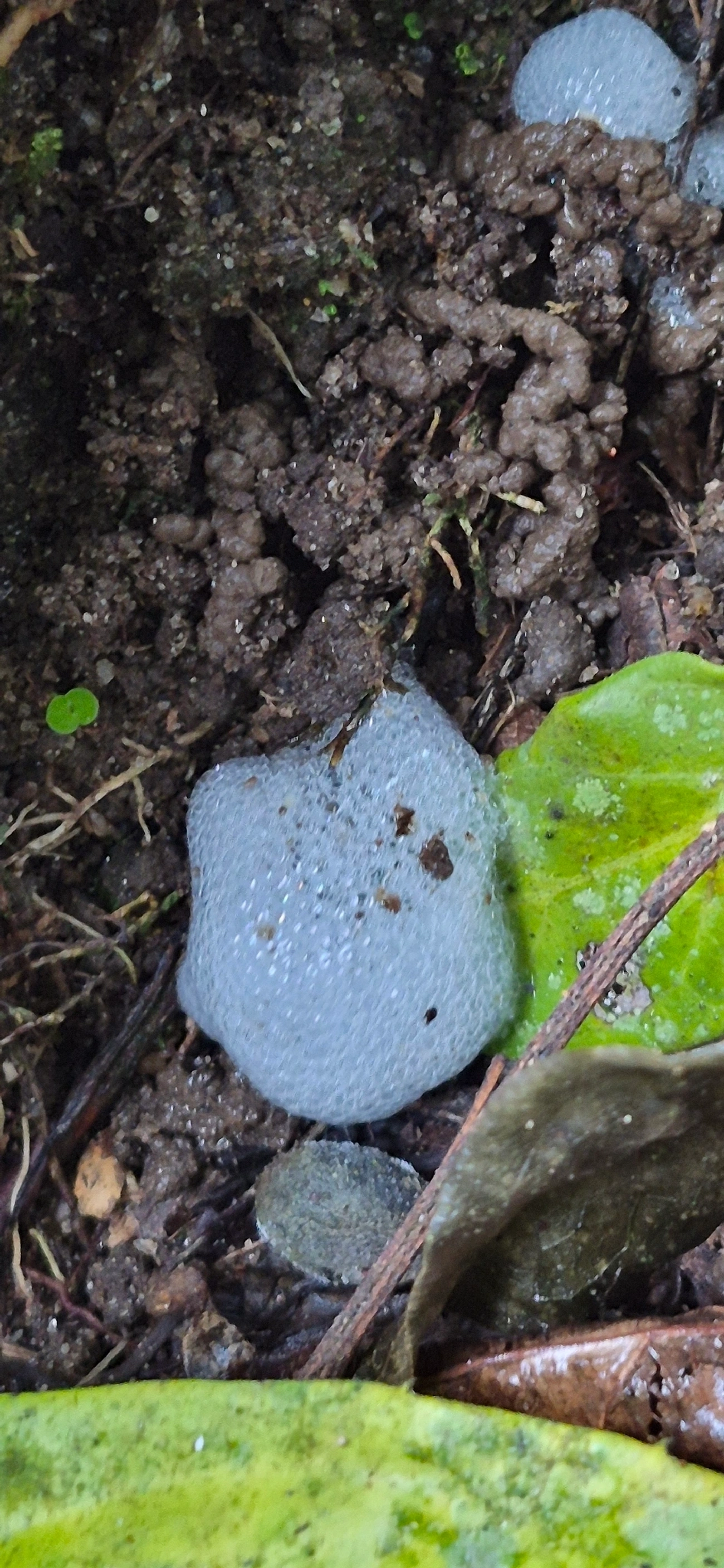 Tomaspis furcata, insetos, fotografado em Camburí, São Sebastião