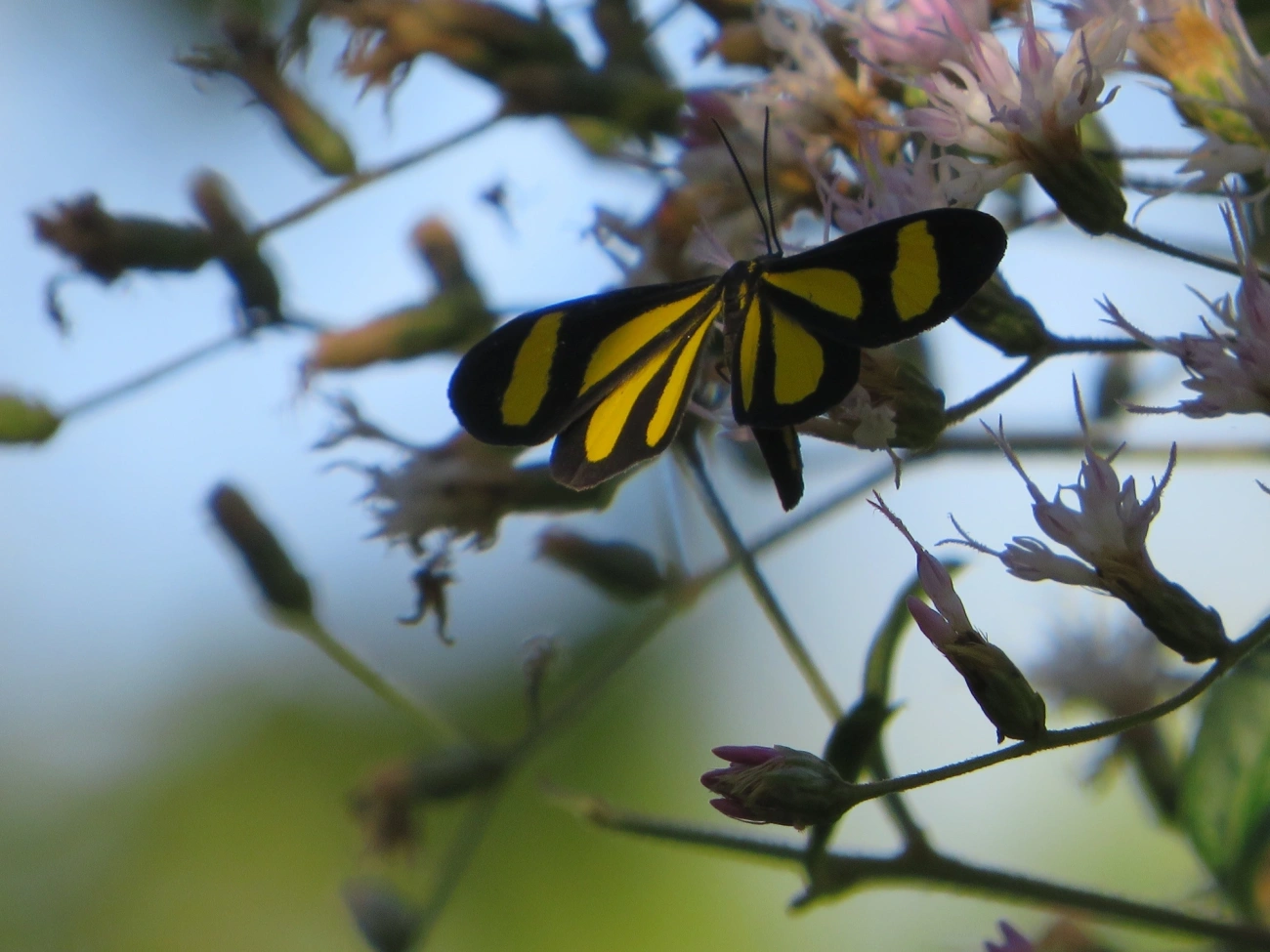 Cyllopoda claudicula, insetos, fotografado em Maresias, São Sebastião