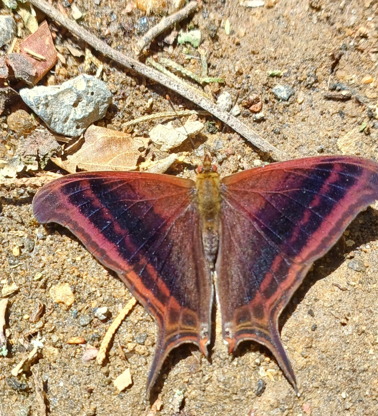 Marpesia zerynthia, insetos, fotografado em Maromba, Visconde de Mauá