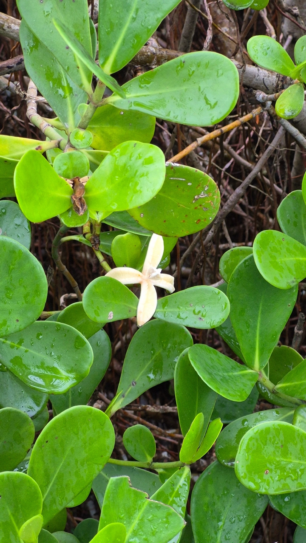Manga-da-praia (Clusia fluminensis), plantas, fotografado em Caraguatatuba