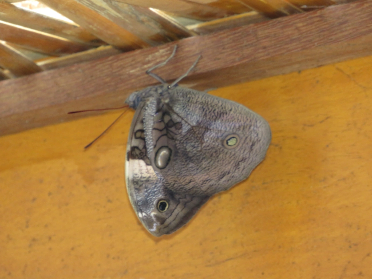 Opsiphanes, insetos, fotografado em Maresias, São Sebastião