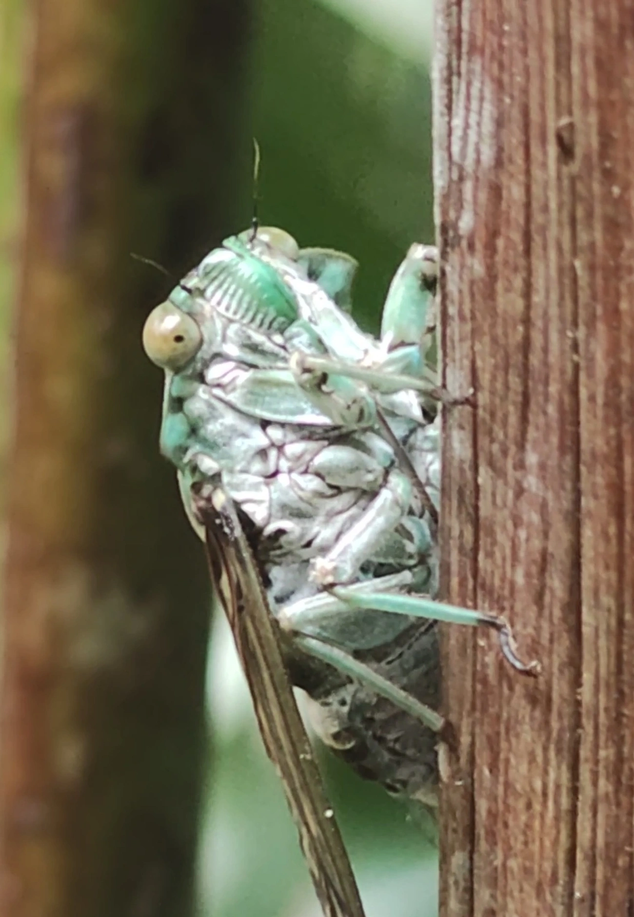 Cigarra-verde (Zammara tympanum), insetos, fotografado em Maresias, São Sebastião
