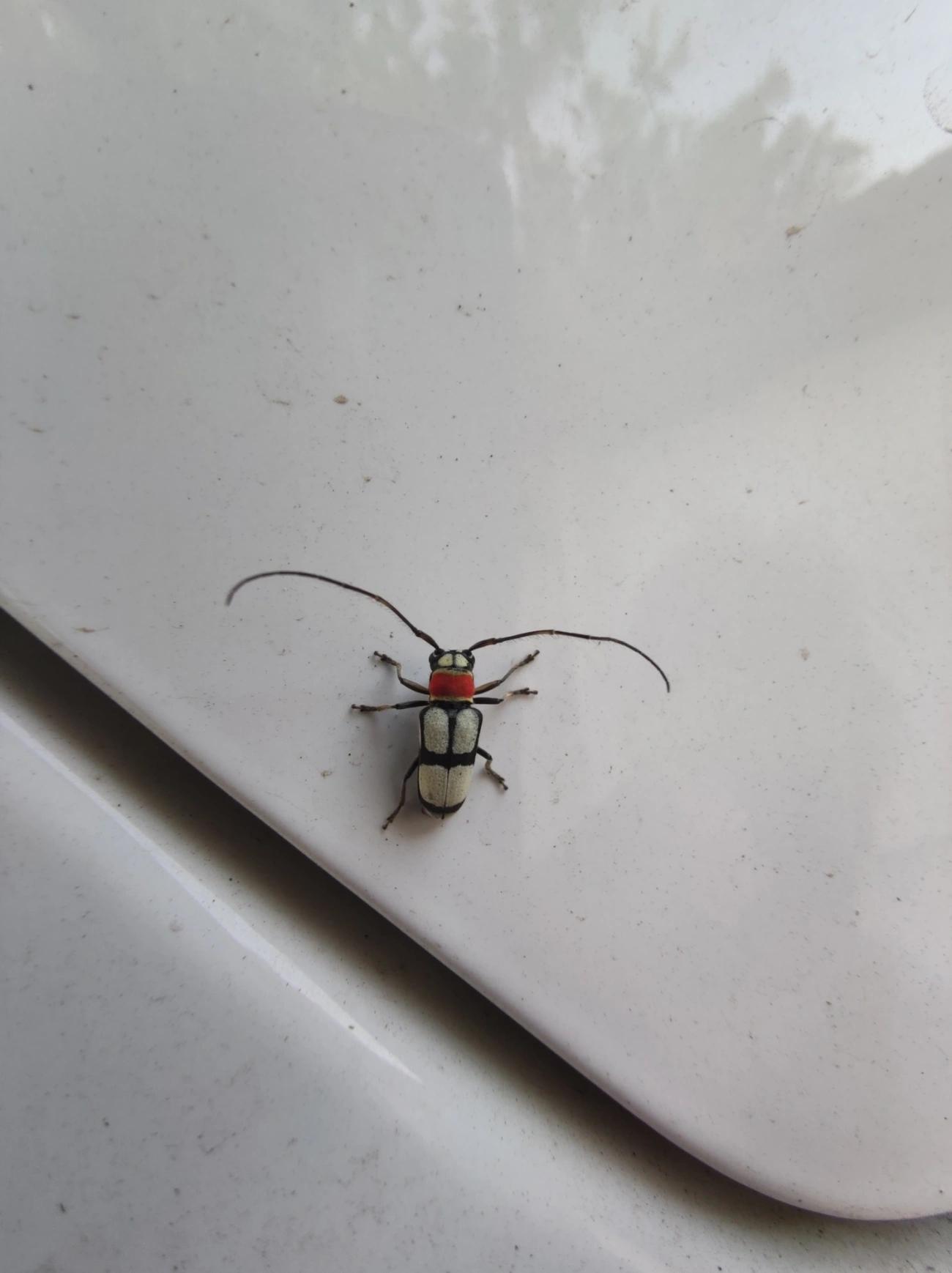 Pyrobolus clathratus, insetos, fotografado em Maresias, São Sebastião