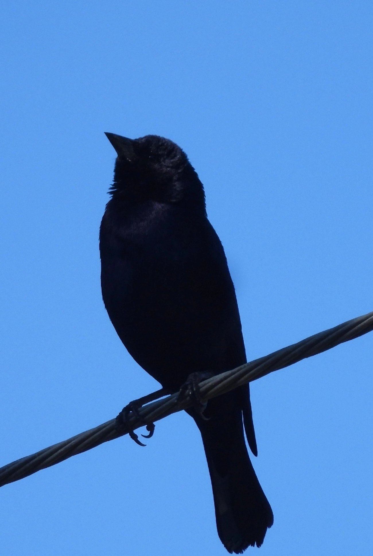 Chupim (Molothrus bonariensis), aves, fotografado em Pedra Selada