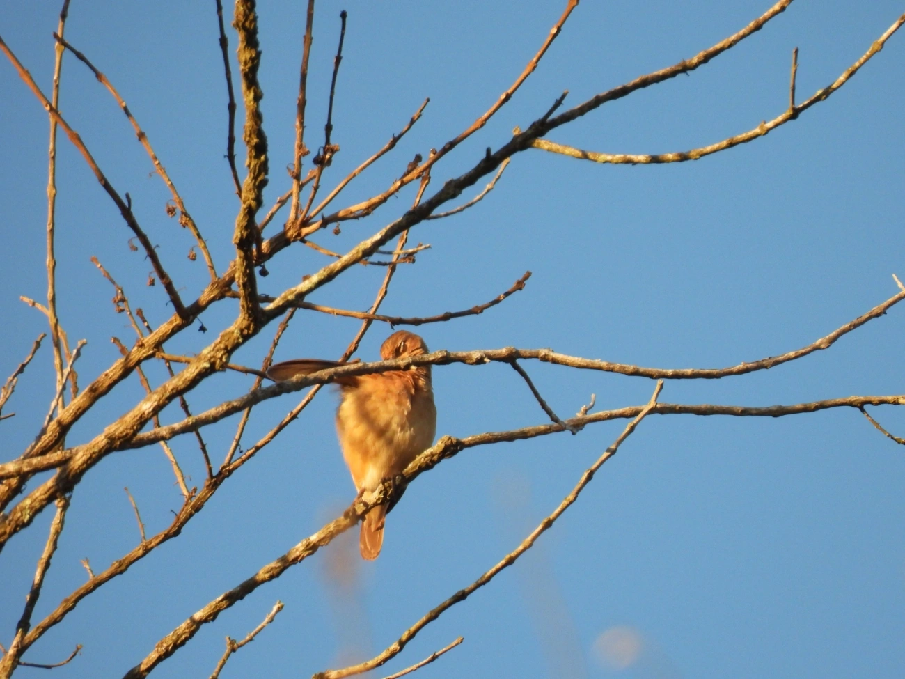 João-de-barro (Furnarius rufus), aves, fotografado em Cunha