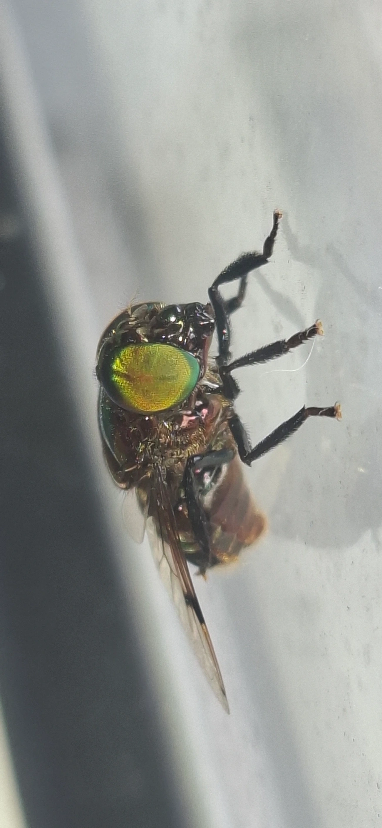 Ornidia, insetos, fotografado em Maresias, São Sebastião