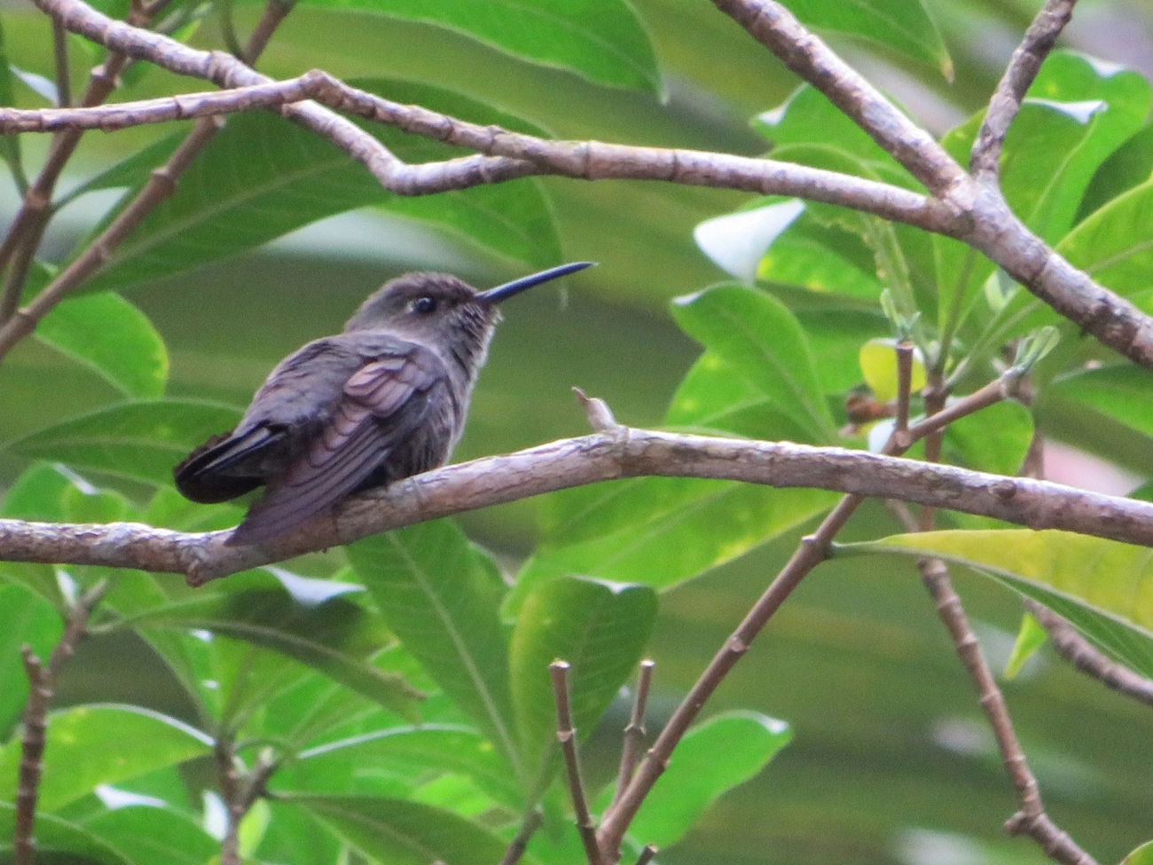 Beija-flor-cinza (Eupetomena cirrochloris), aves, fotografado em Maresias, São Sebastião