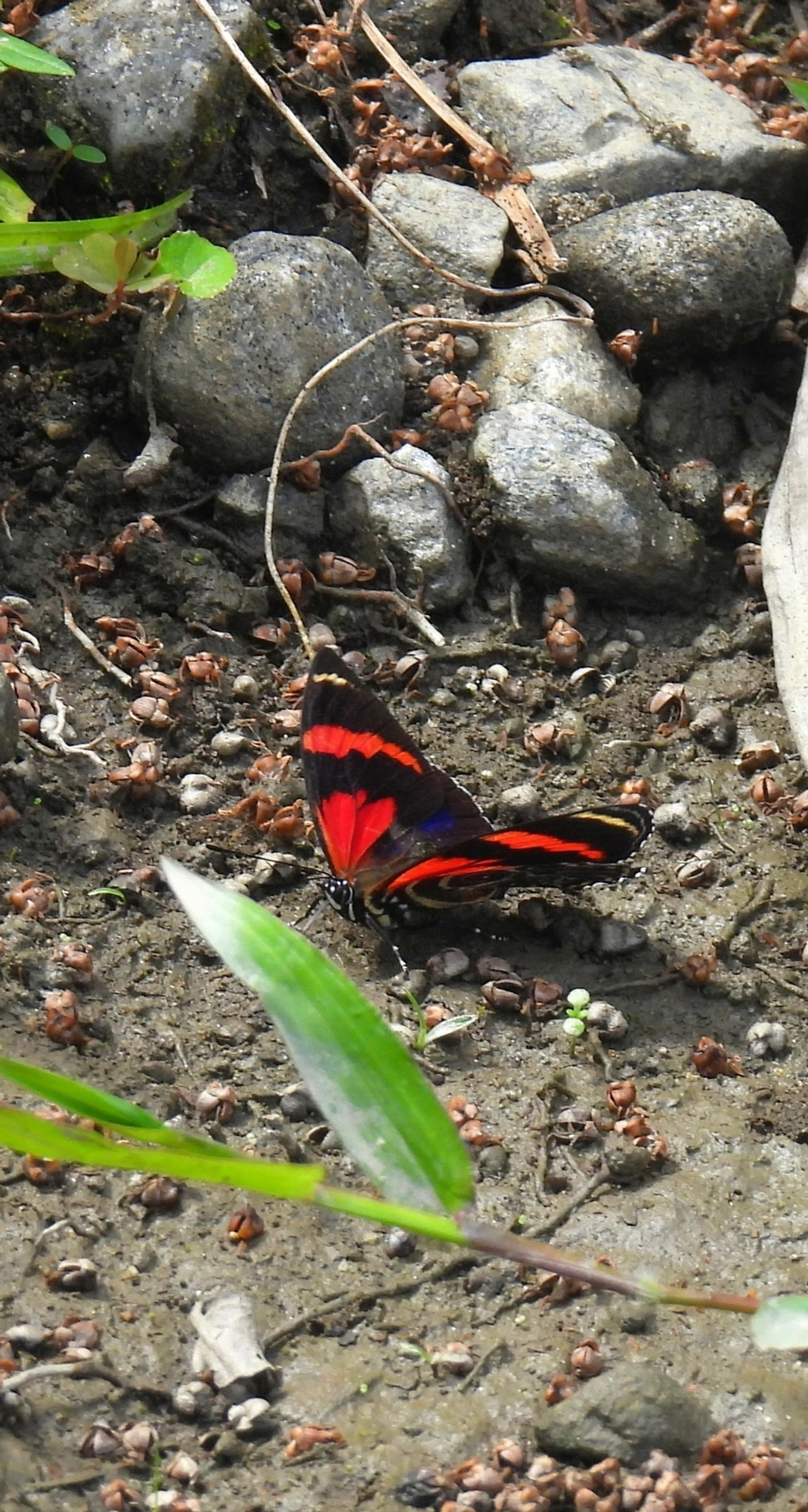 Borboleta-oitenta (Callicore sorana), insetos, fotografado em Maresias, São Sebastião