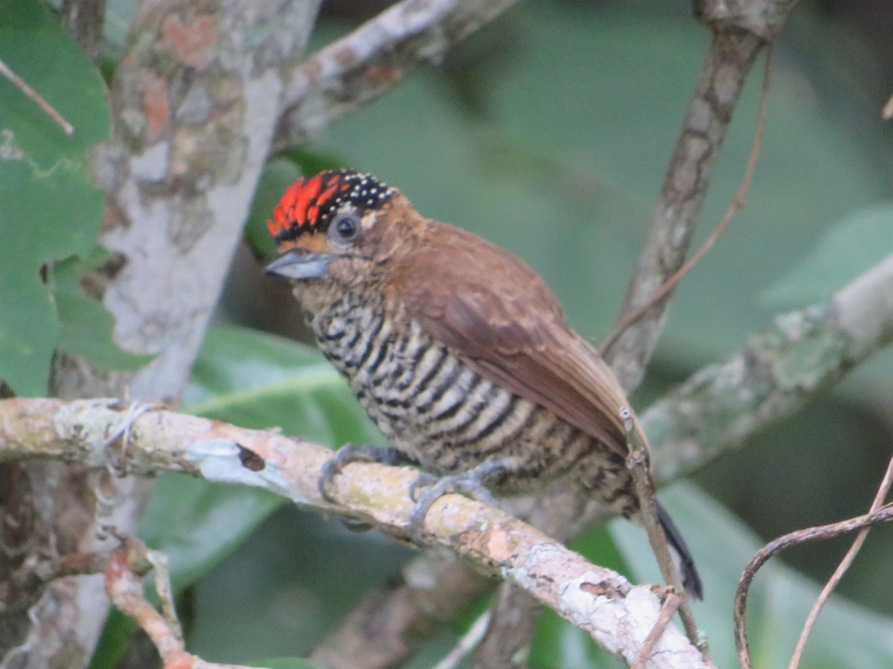 Pica-pau-anão-barrado (Picumnus cirratus), aves, fotografado em Maresias, São Sebastião