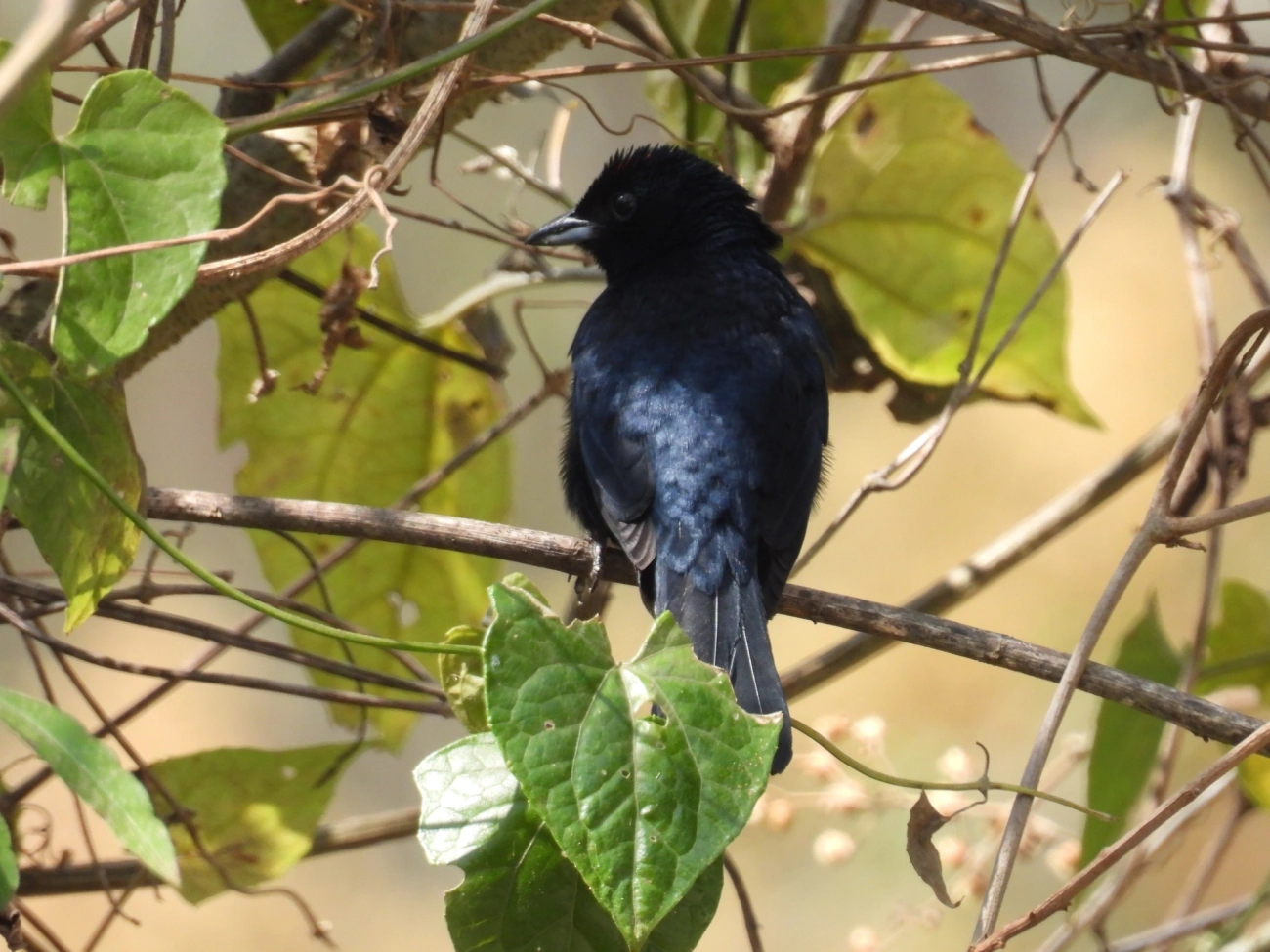 Tiê-preto (Tachyphonus coronatus), aves, fotografado em Itamonte
