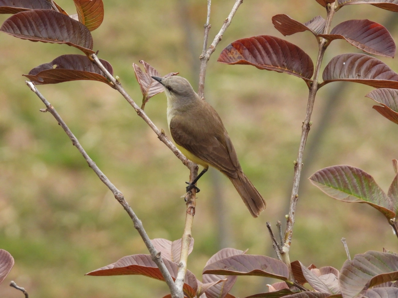Suiriri-cavaleiro (Machetornis rixosa), aves, fotografado em Rodovia BR 354, Itamonte