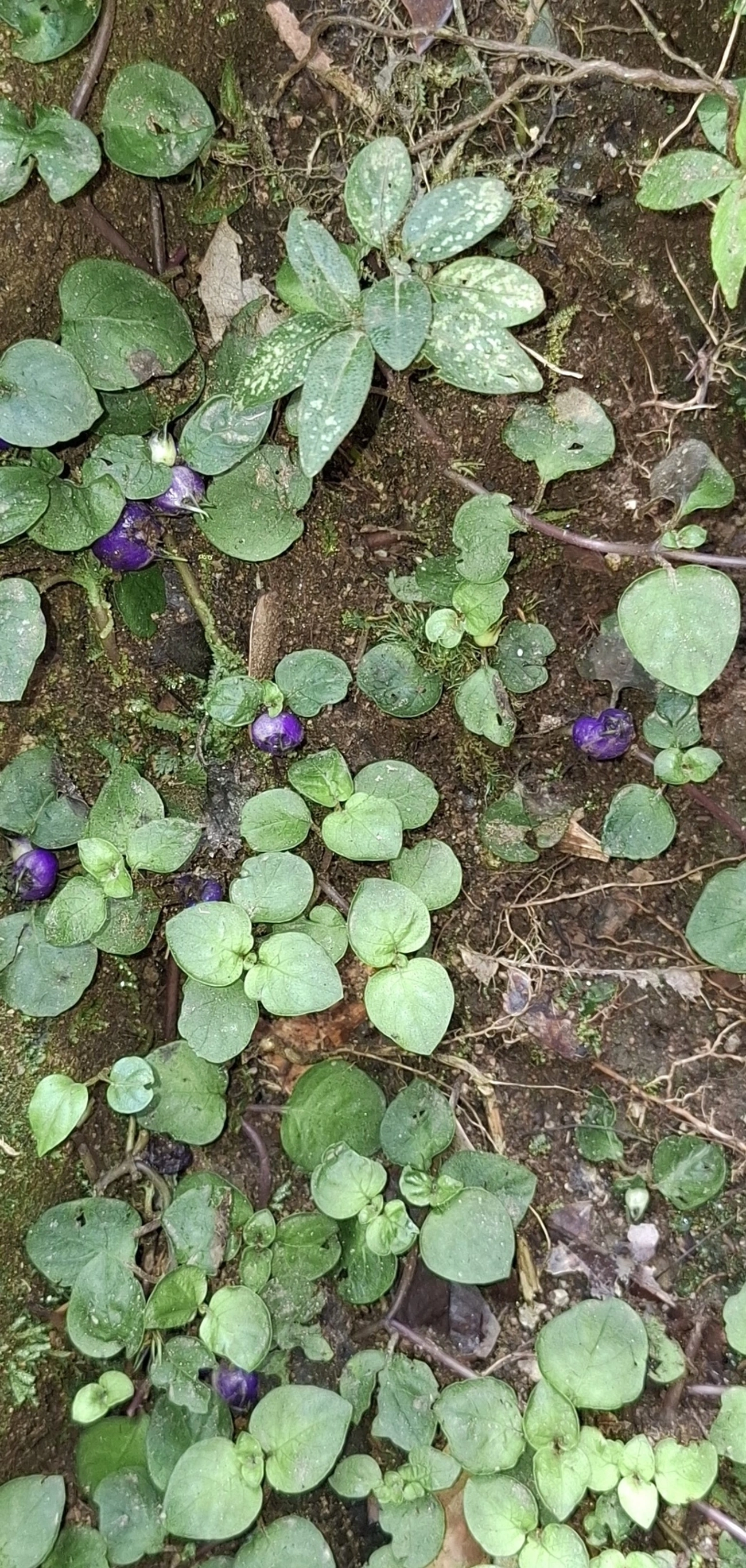 Cauabori-roxo (Coccocypselum condalia), plantas, fotografado em Pedra Selada