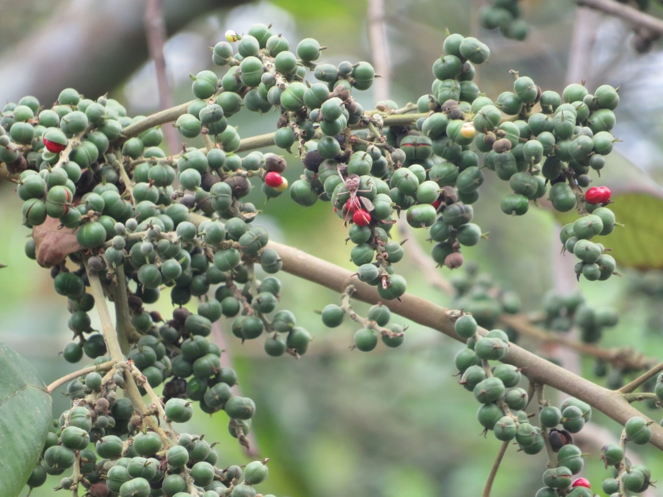 Tamanqueiro (Alchornea glandulosa), plantas, fotografado em Maresias, São Sebastião