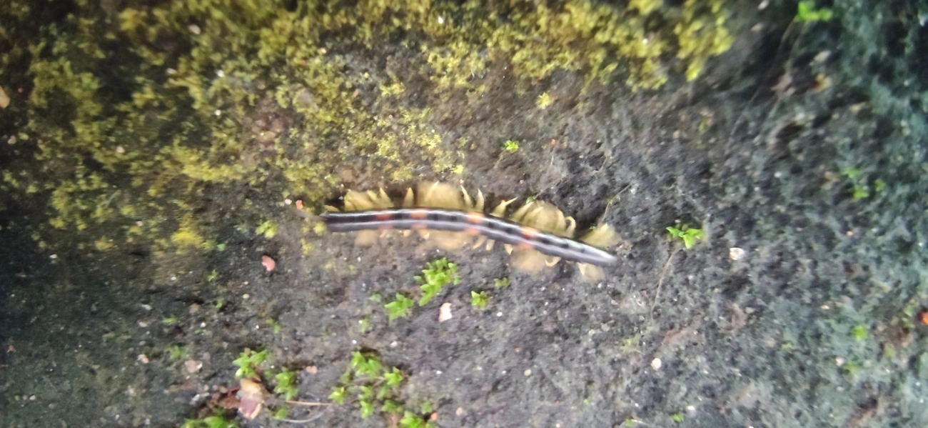 Polydesmida, outros, fotografado em Maresias, São Sebastião